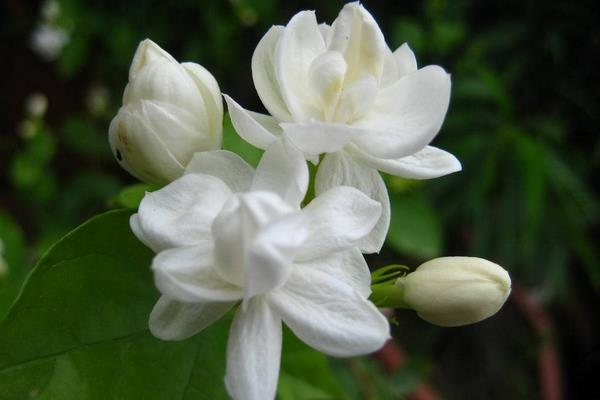 茉莉花怎么扦插繁殖 茉莉花怎么施肥