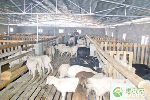 母羊怀孕的饲料饲喂标准介绍"