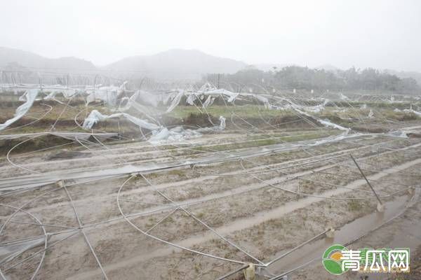 大雪天气后农作物的防范要点详解