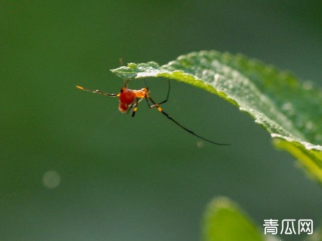 苹果红蜘蛛的特点及防治要点"