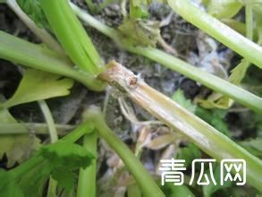 香菜菌核病应该怎样防治？