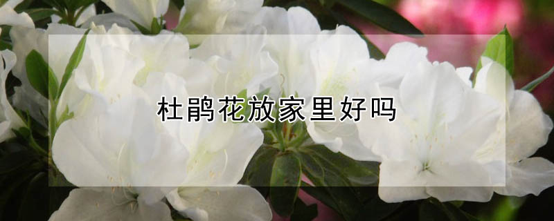 杜鹃花放家里好吗"