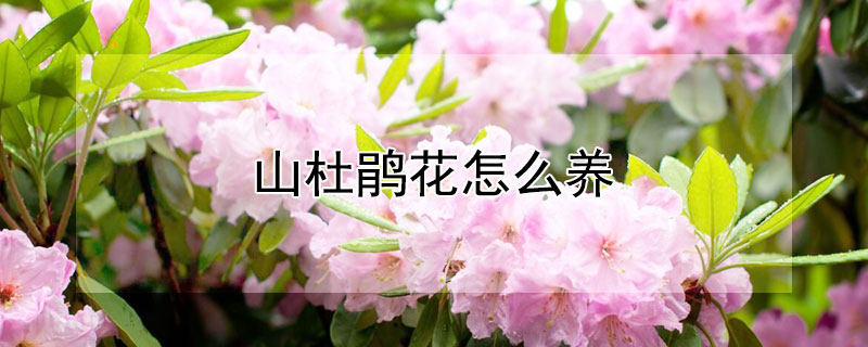 山杜鹃花怎么养"