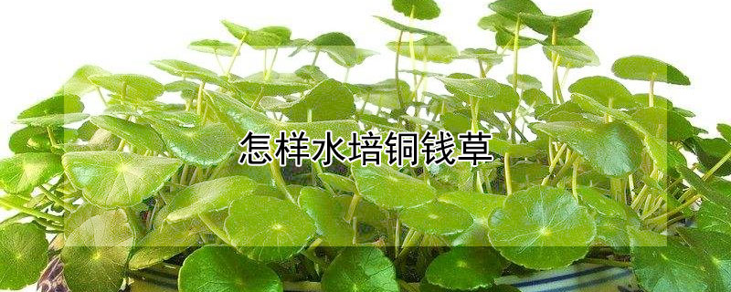 怎样水培铜钱草"