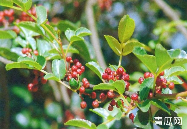 花椒主要病虫害有哪些？花椒病虫害防治措施介绍