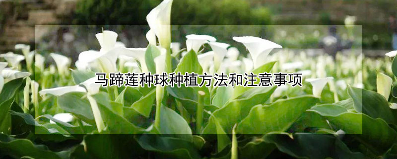 马蹄莲种球种植方法和注意事项"