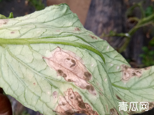 瓜果蔬菜得了细菌性叶斑病要如何防治?