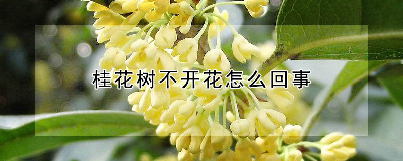 桂花树不开花怎么回事