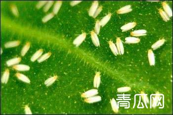 黄瓜白粉虱的生物、药剂防治方法