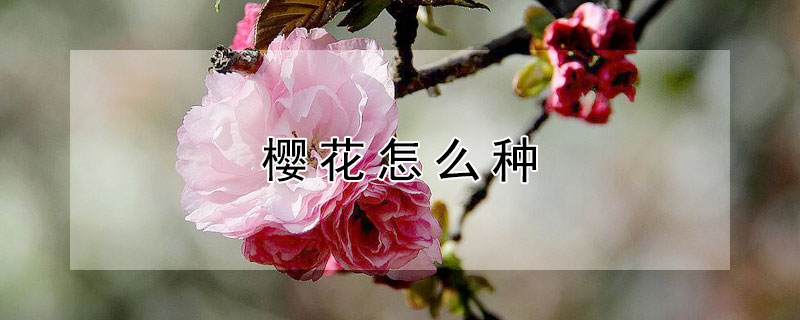 樱花怎么种"