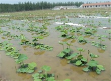 莲藕种植的高产要点"