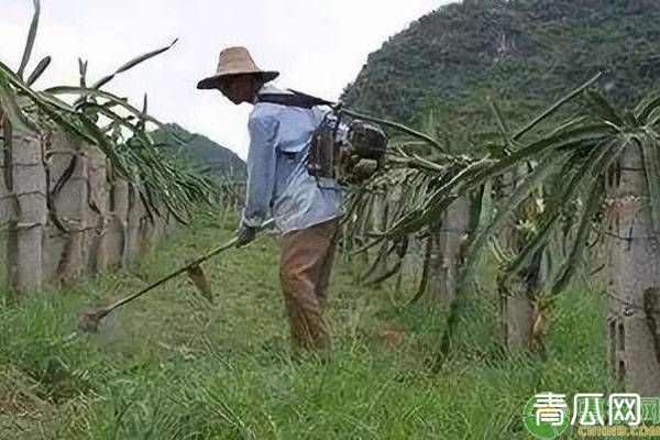 草甘膦农田果园除草使用方法及药害补救措施