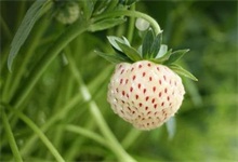 菠萝莓种植之容器内的种植方法"