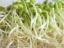 怎样无土栽培豆芽菜"