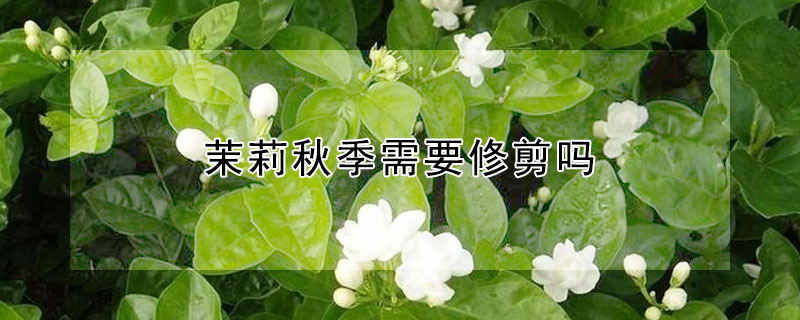 茉莉秋季需要修剪吗"