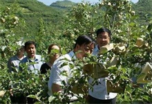 夏季苹果病虫害防治方法"