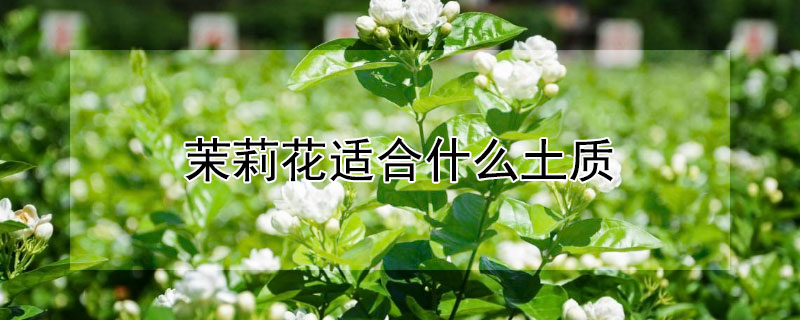 茉莉花适合什么土质"