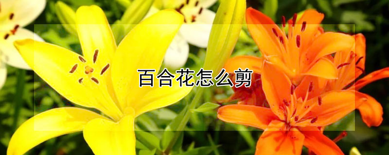 百合花怎么剪"