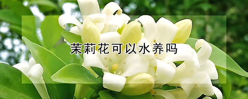 茉莉花可以水养吗"