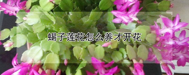 蝎子莲花怎么养才开花"