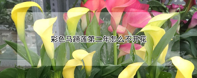 彩色马蹄莲第二年怎么不开花"