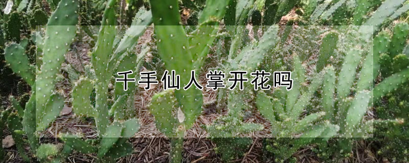 千手仙人掌开花吗