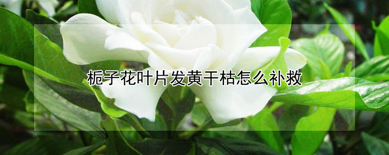 栀子花叶片发黄干枯怎么补救"