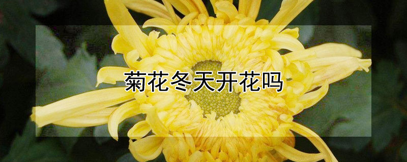 菊花冬天开花吗"