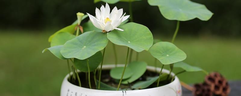 盆栽荷花的价格，附种植方法"