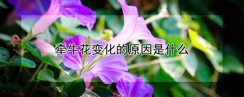 牵牛花变化的原因是什么"