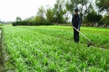 韭菜除草怎样用药"