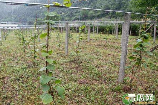 果树矮化密植有哪些优点？栽植过密又该如何解决？"