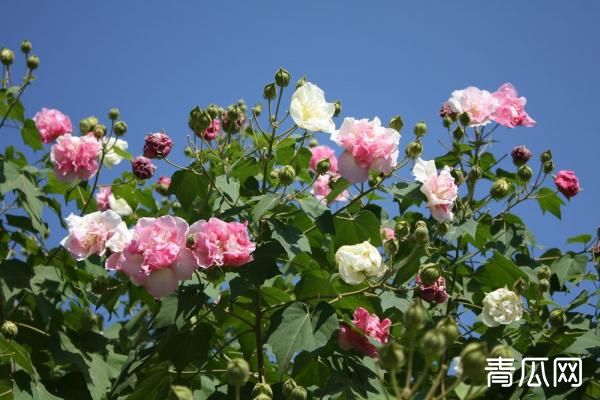 木芙蓉播种繁殖的栽培技术 病虫害防治措施介绍