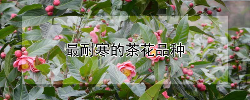 最耐寒的茶花品种"