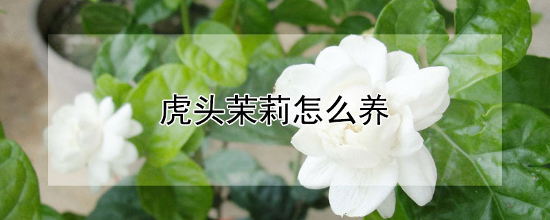 虎头茉莉怎么养"