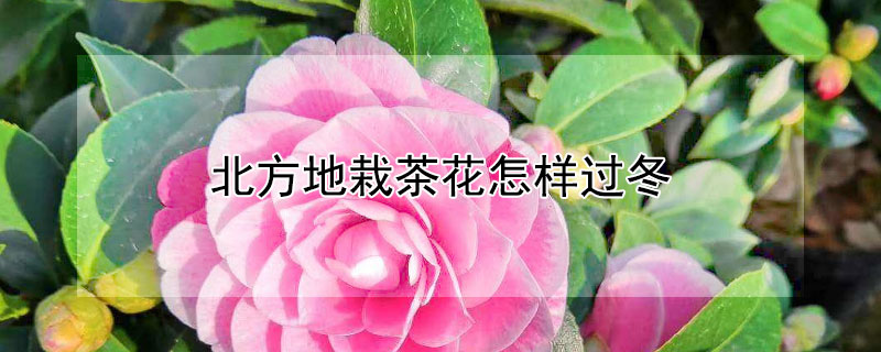 北方地栽茶花怎样过冬