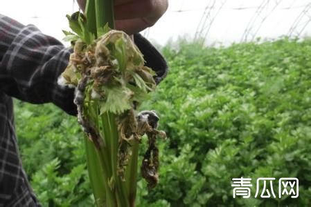 冬季温室芹菜病害的防治方法