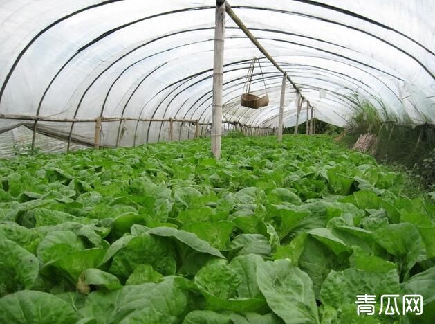 大棚蔬菜种植菜苗死的原因及解决措施介绍"