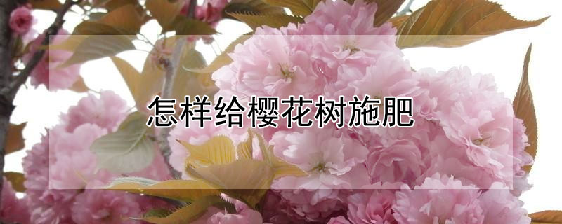 怎样给樱花树施肥"