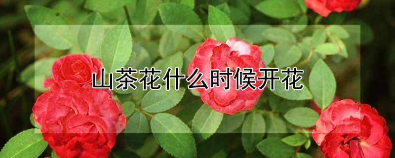 山茶花什么时候开花"