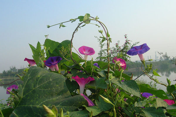 牵牛花是什么颜色的