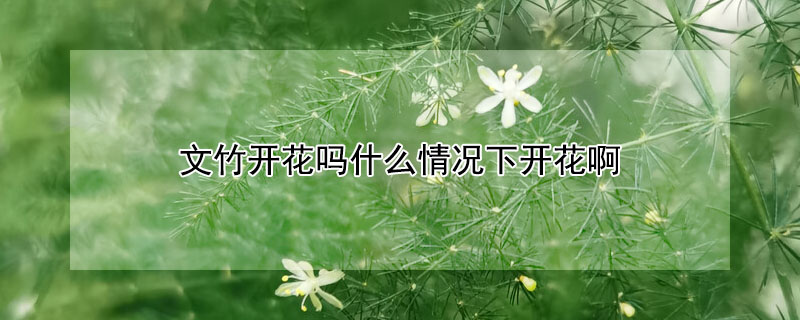 文竹开花吗什么情况下开花啊"