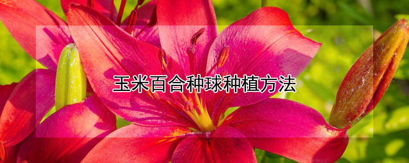 玉米百合种球种植方法