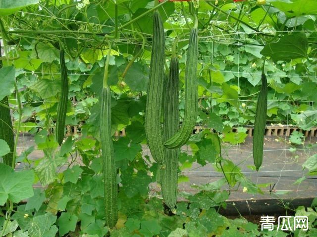 大棚丝瓜烂花的3种症状及预防措施"