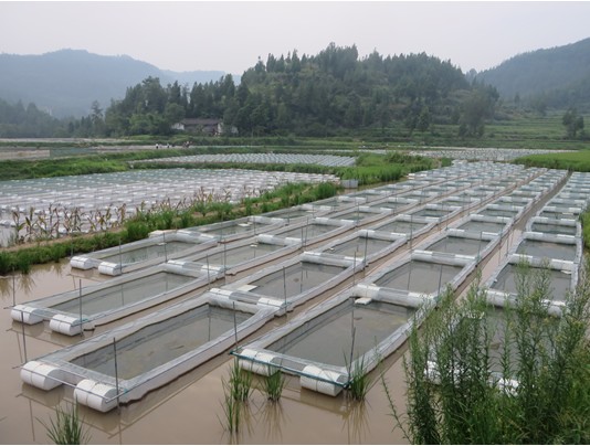 水蛭养殖池的建造及消毒