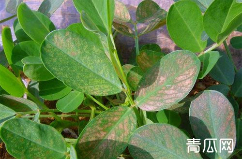 花生结线虫症状是什么？防治措施介绍