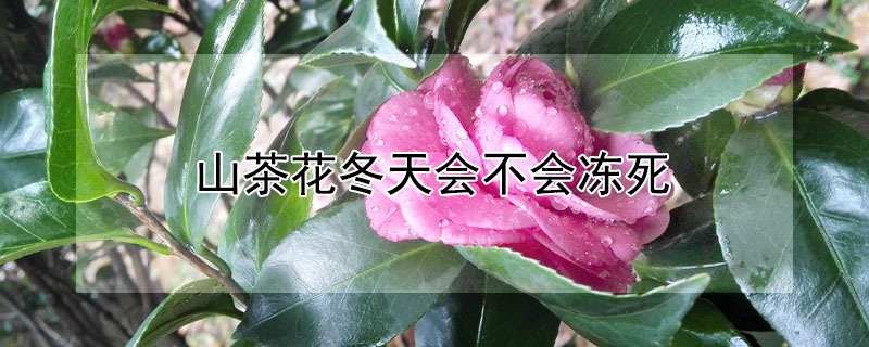 山茶花冬天会不会冻死"