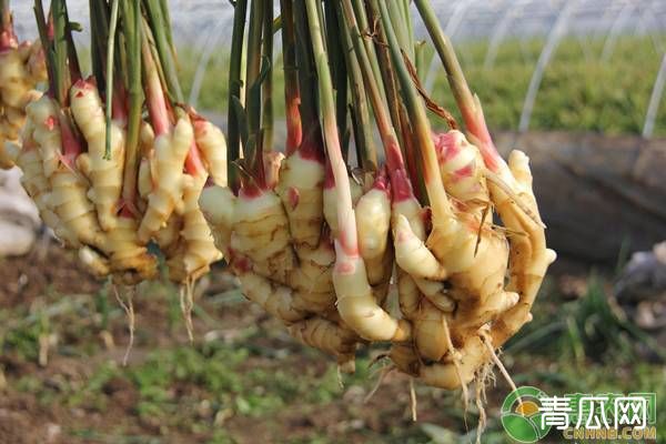 种植生姜除草剂怎么选？发生药害有哪些补救措施"