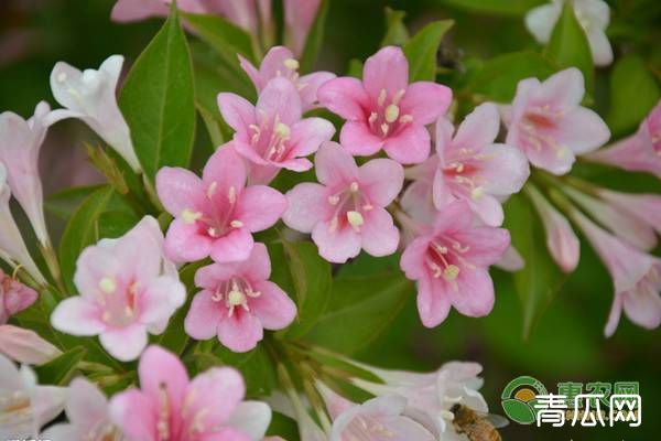 锦带花的家庭养护要点"