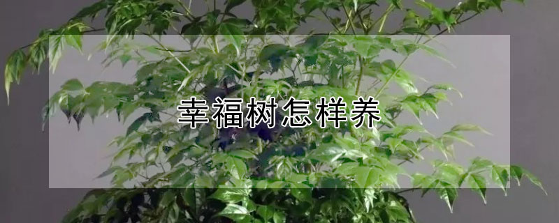 幸福树怎样养"